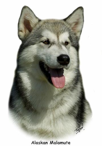 Alaskan Malamute 9R034D-191_2.JPG